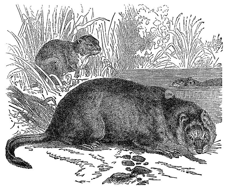 麝鼠(Ondatra Zibethicus) - 19世纪